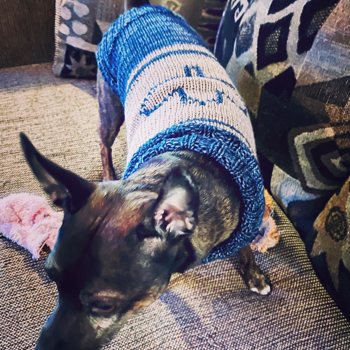 The Dog Days of Winter Sweater