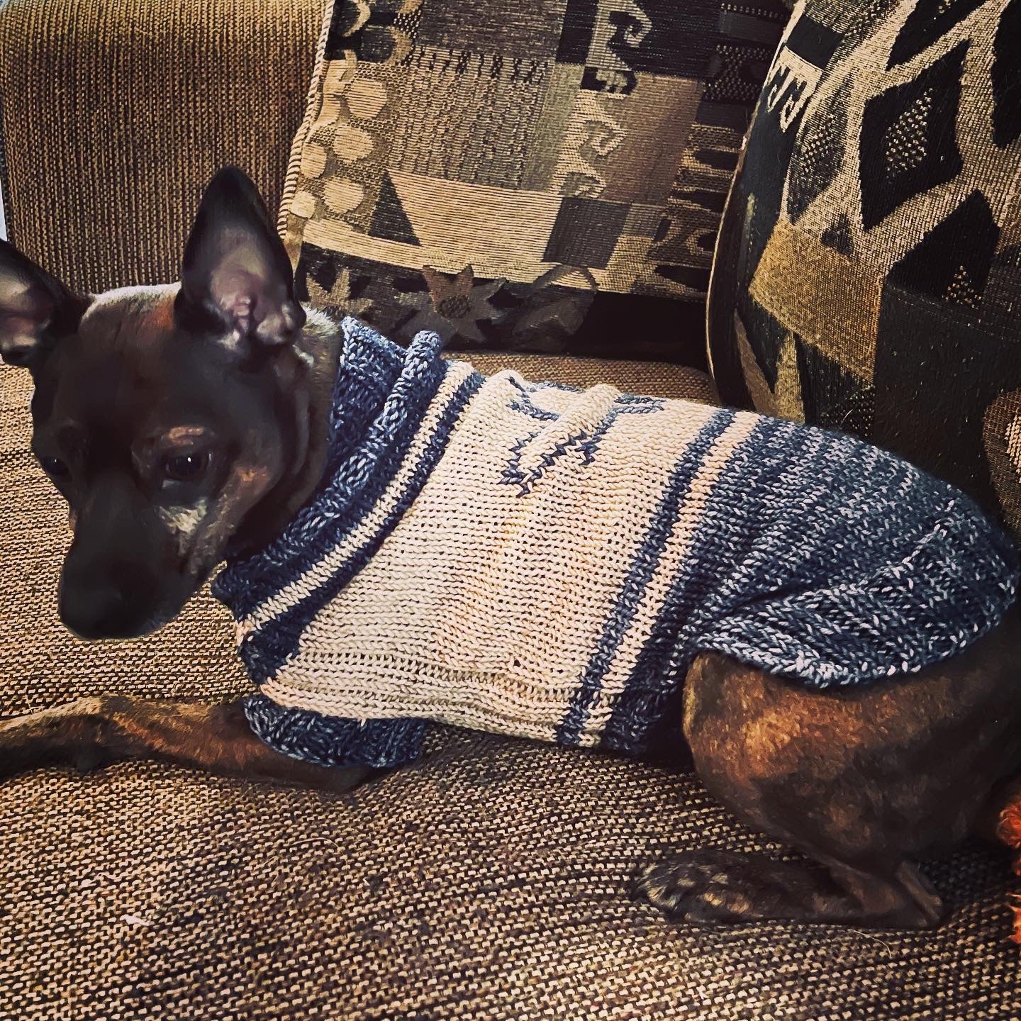 The Dog Days of Winter Sweater