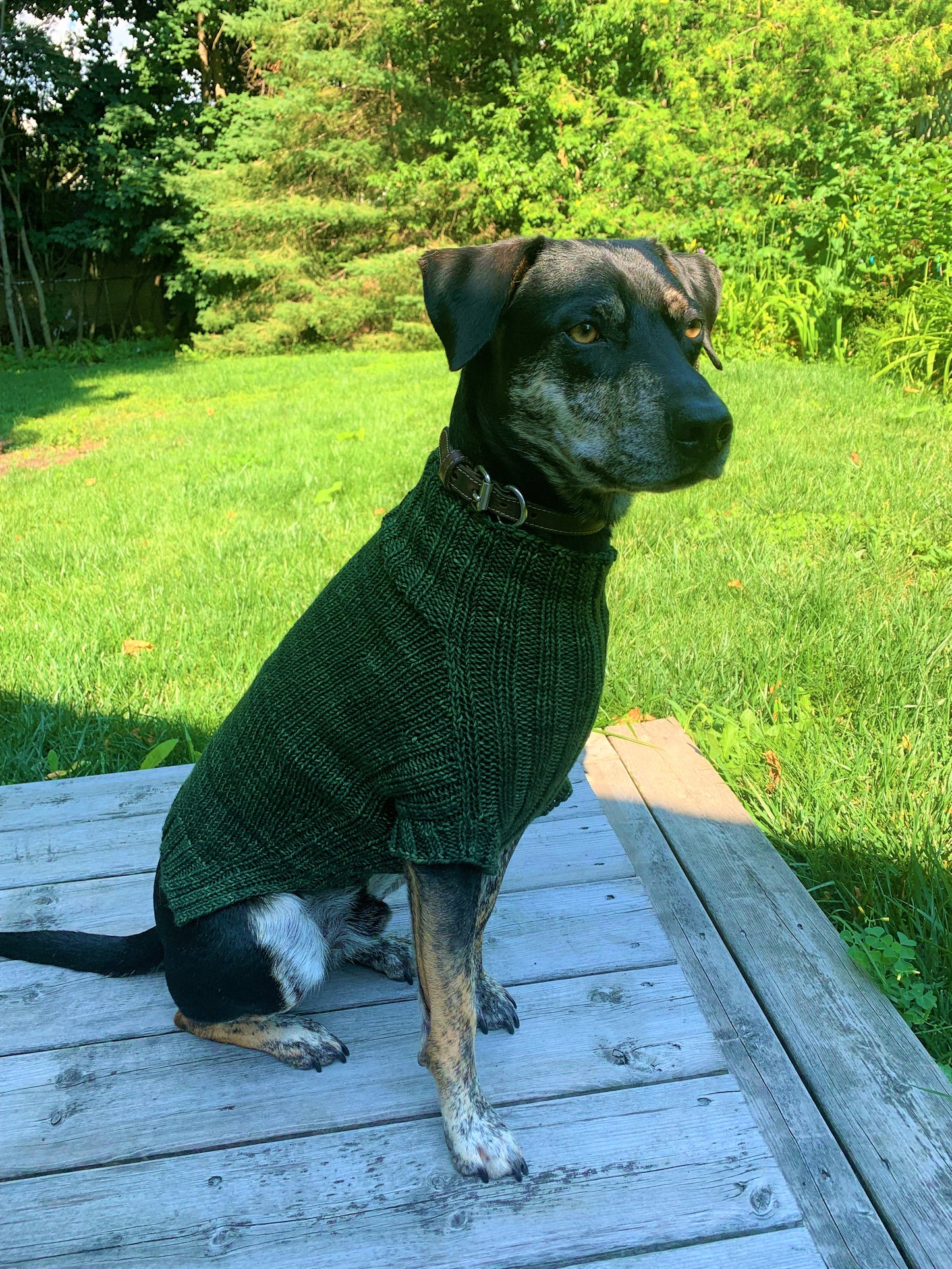 The Dog Days of Winter Sweater