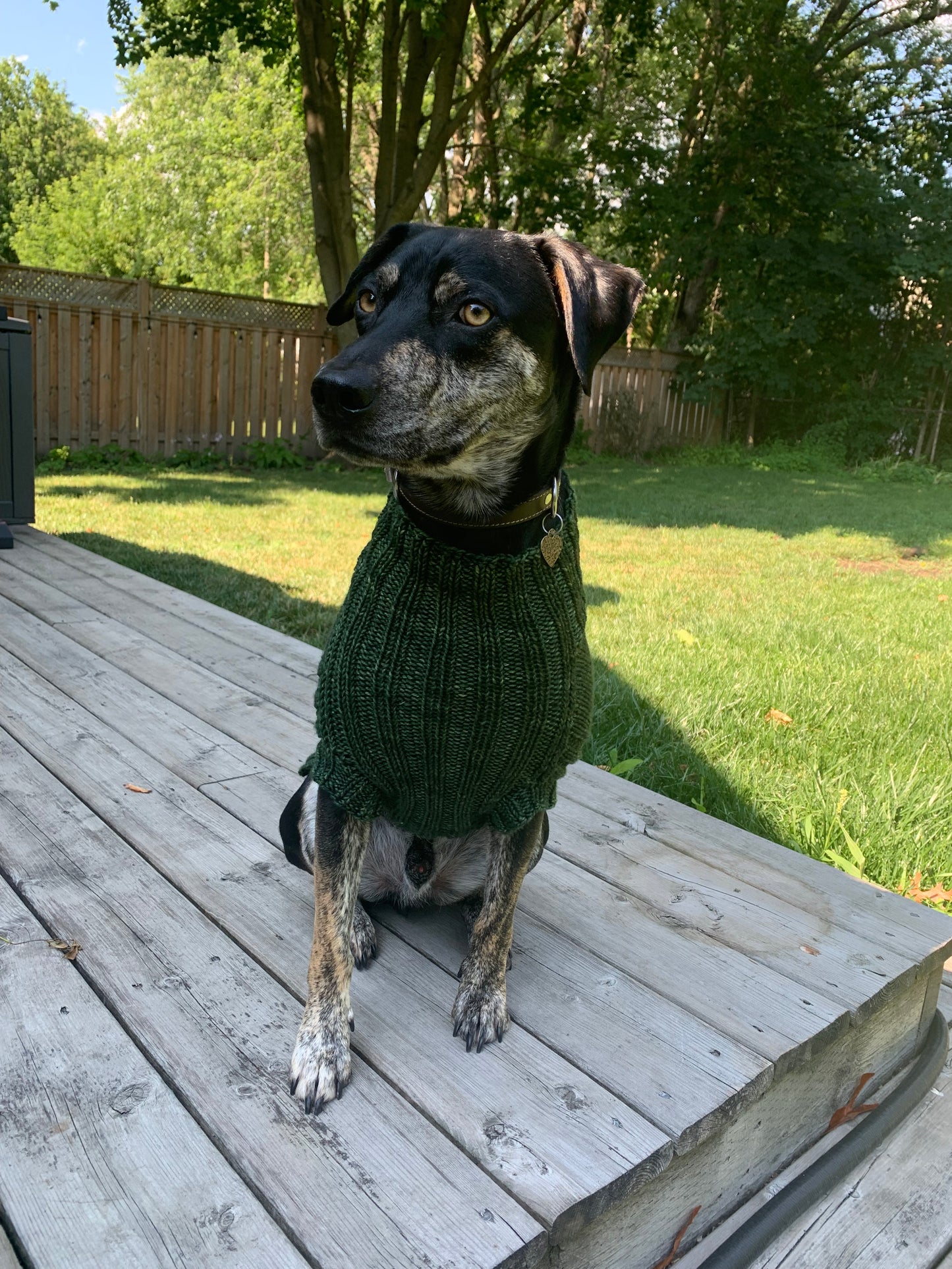 The Dog Days of Winter Sweater