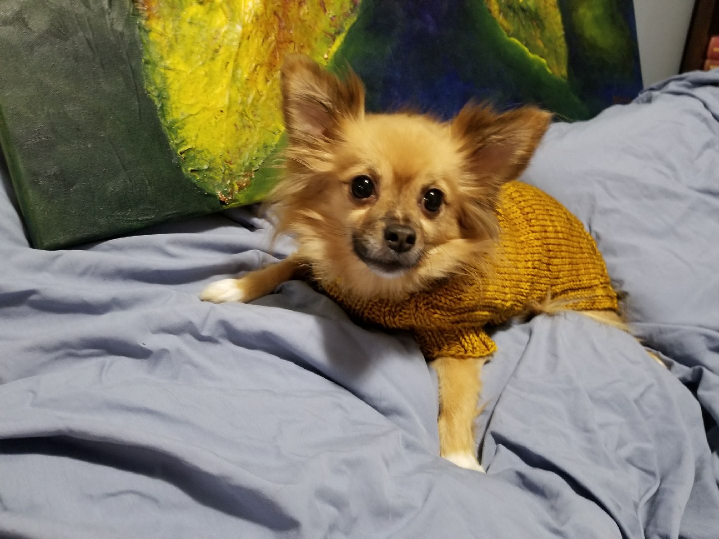 The Dog Days of Winter Sweater