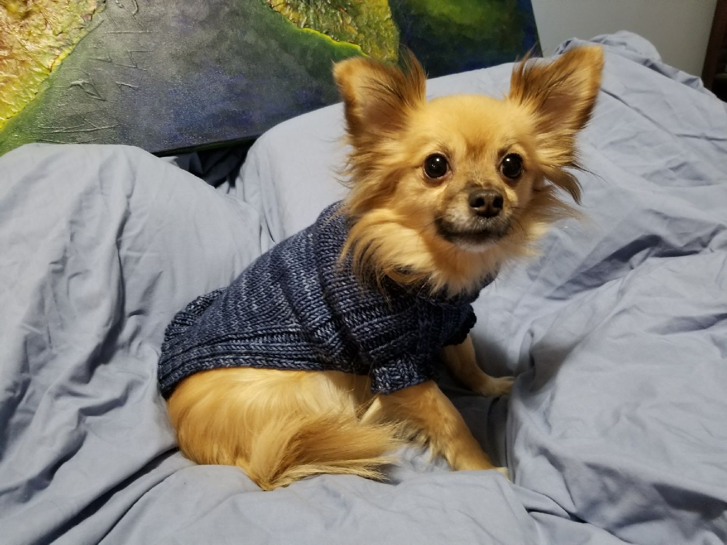 The Dog Days of Winter Sweater