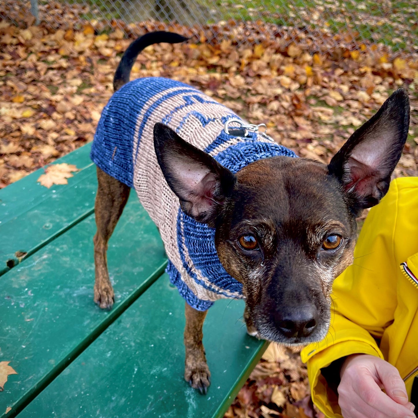 The Dog Days of Winter Sweater