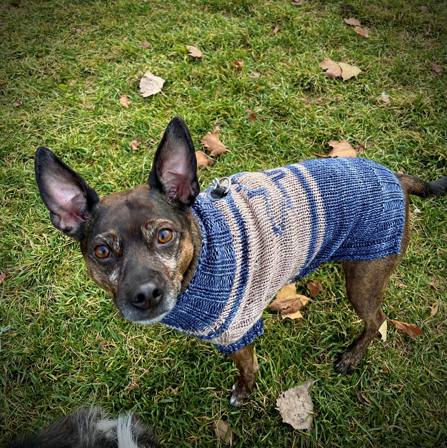 The Dog Days of Winter Sweater