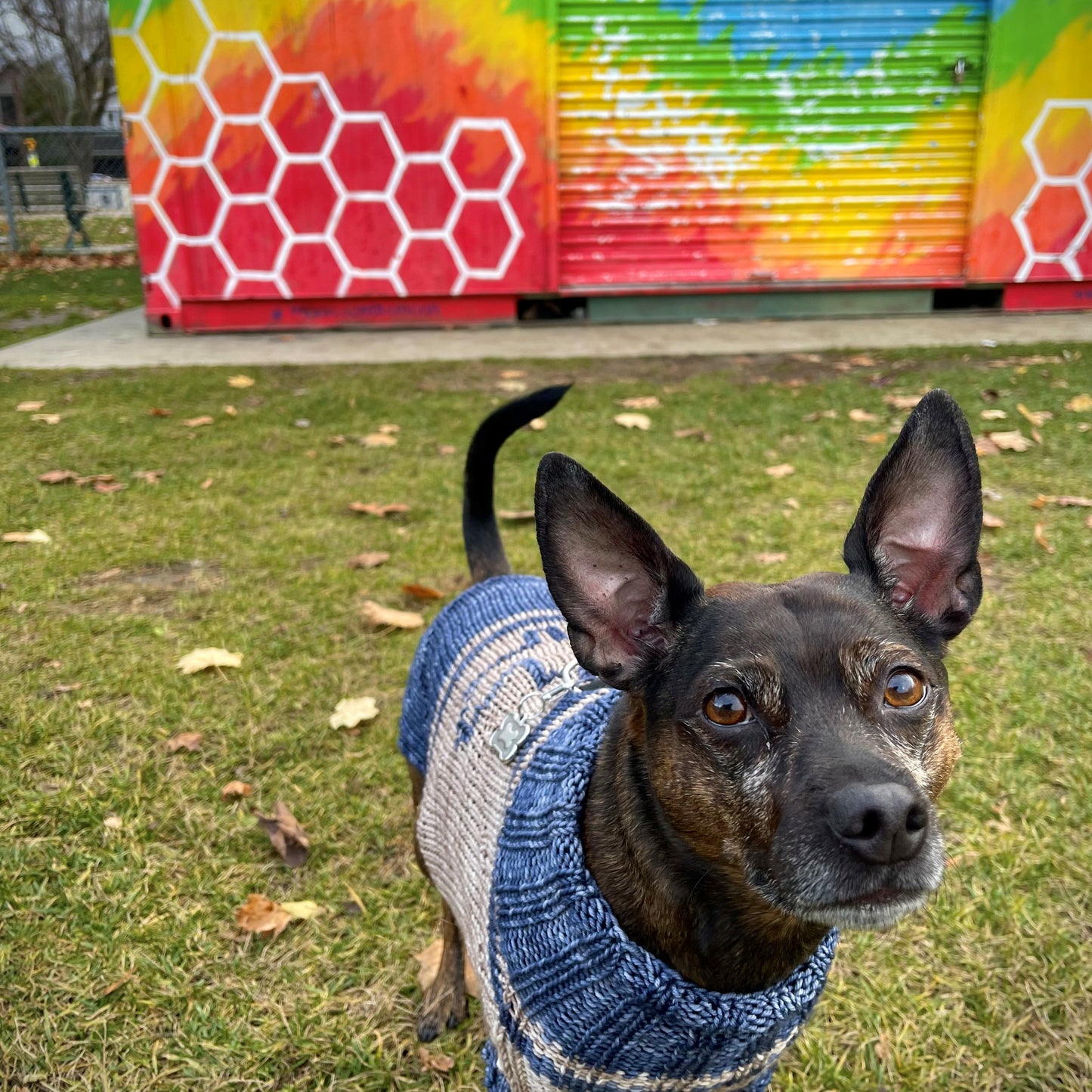 The Dog Days of Winter Sweater