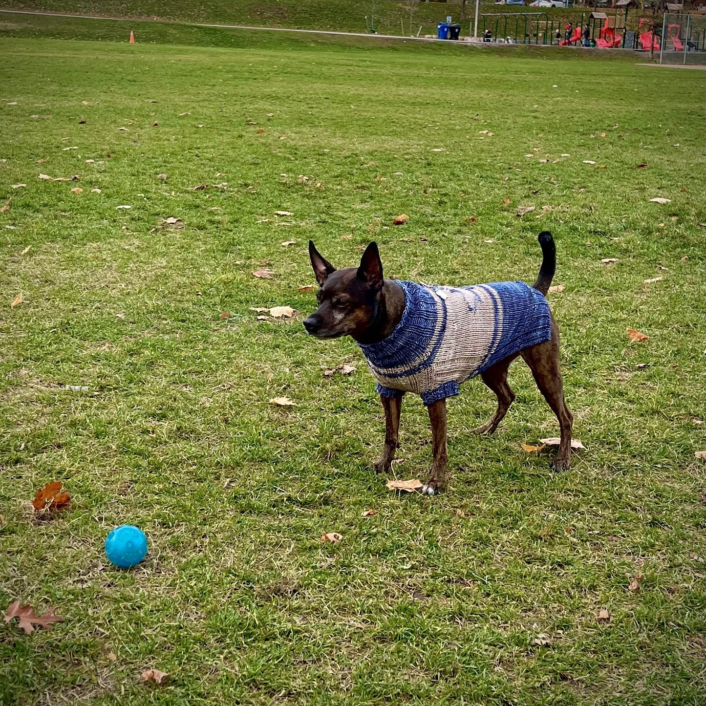 The Dog Days of Winter Sweater