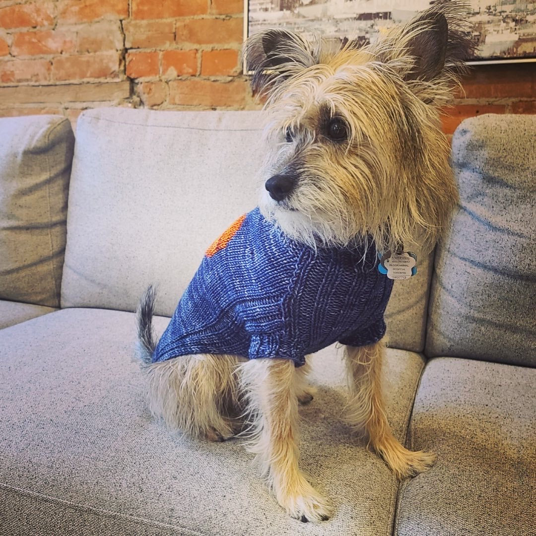 The Dog Days of Winter Sweater